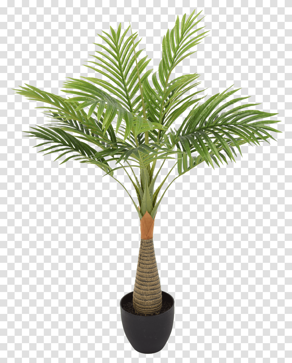 Palm Tree Leaf Background Play Palmera Planta Transparent Png