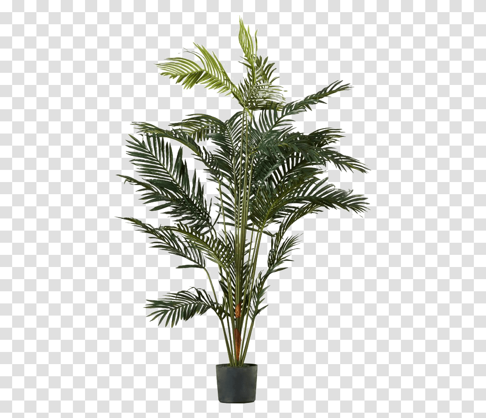 Palm Tree Leaf Download Free Play Palm Tree Plant, Arecaceae, Green, Conifer, Fir Transparent Png