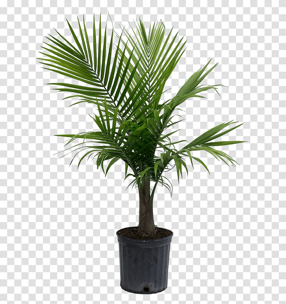 Palm Tree Leaf File Play Majesty Palm, Plant, Arecaceae, Agavaceae Transparent Png