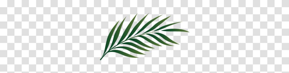 Palm Tree Leaf Palm Pictures, Plant, Green, Fern, Fir Transparent Png