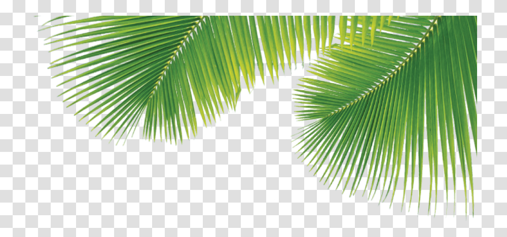Palm Tree Leaf Palm Tree Leaf, Plant, Fern, Pine, Flower Transparent Png