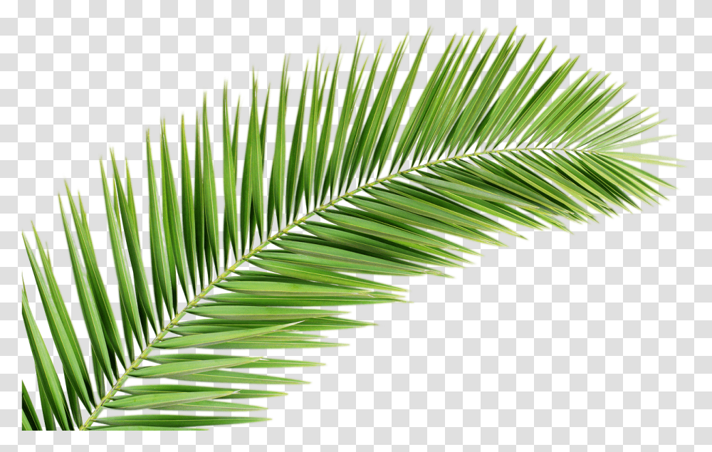 Palm Tree Leaf Palm Tree Leaf, Plant, Green, Fern, Fir Transparent Png