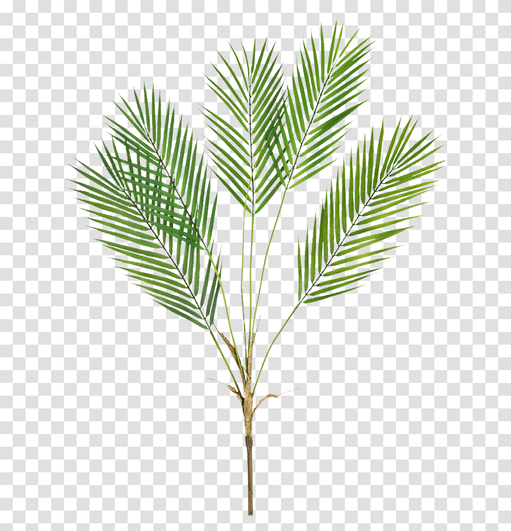 Palm Tree, Leaf, Plant, Flower, Blossom Transparent Png
