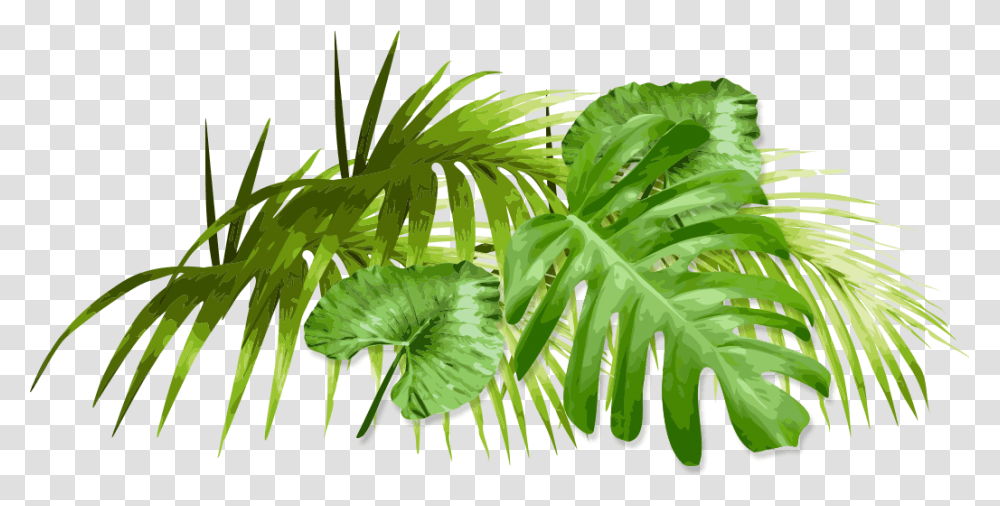 Palm Tree, Leaf, Plant, Green, Vegetation Transparent Png