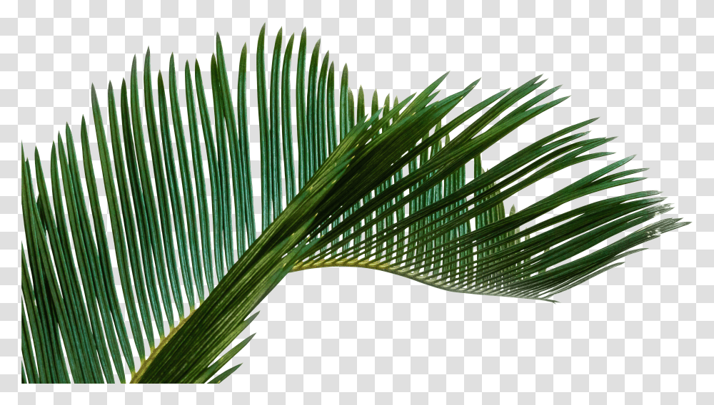 Palm Tree Leaf Transparent Png