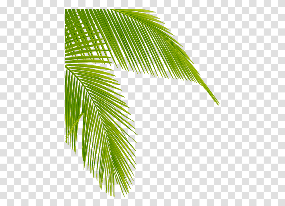 Palm Tree Leaves Clipart High Resolution Coconut Leaf, Plant, Green, Bird, Animal Transparent Png