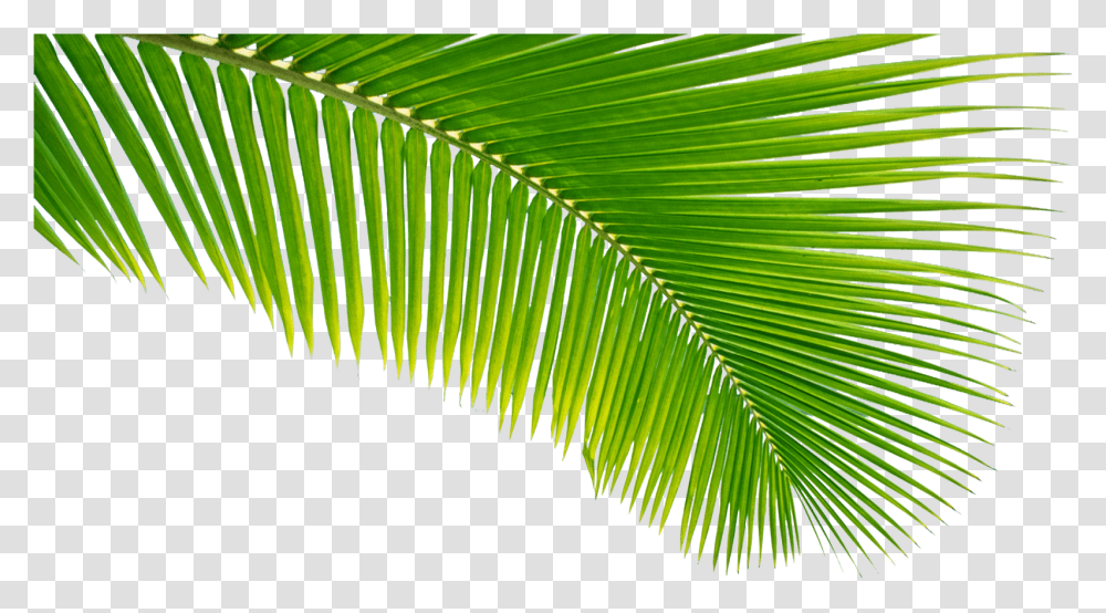 Palm Tree Leaves, Leaf, Plant, Green, Fern Transparent Png