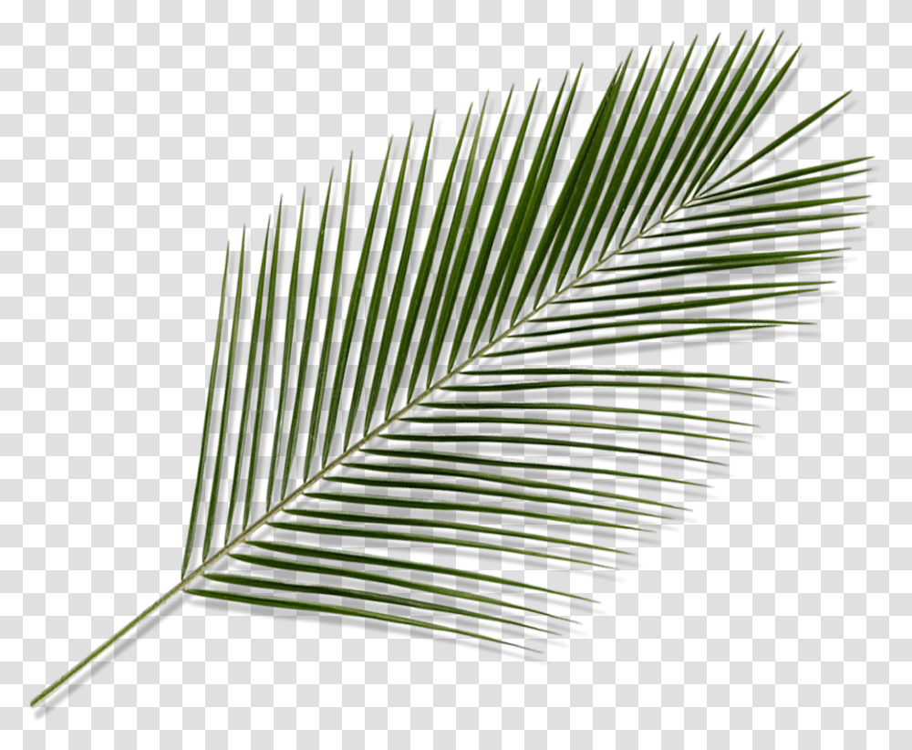Palm Tree Leaves, Plant, Leaf, File Transparent Png