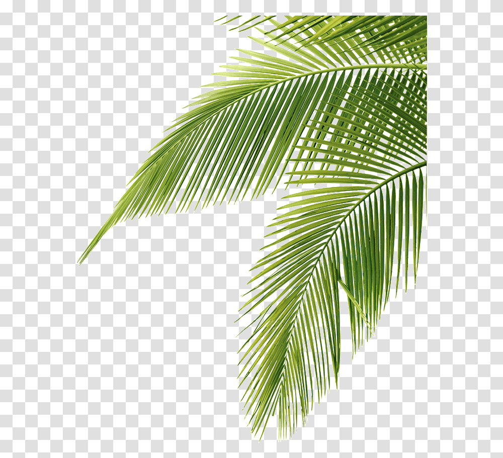 Palm Tree Leaves, Plant, Leaf, Tropical, Green Transparent Png