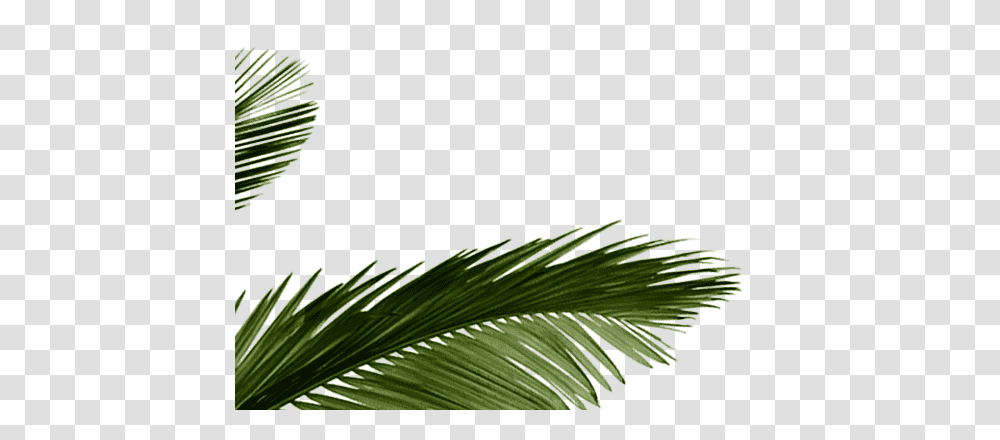 Palm Tree Leaves Tropical Leaf Tropical Leaves, Plant, Conifer, Green, Fir Transparent Png