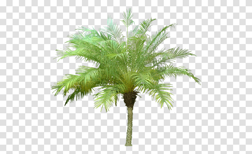 Palm Tree Meaning In Hindi, Plant, Arecaceae, Fern Transparent Png