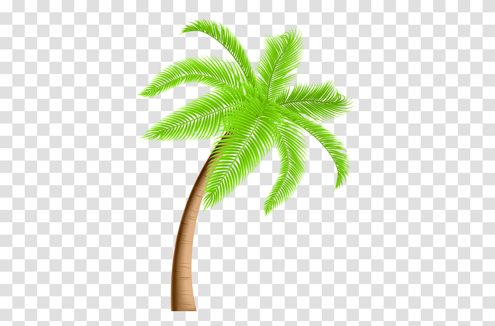 Palm Tree, Nature, Green, Leaf, Plant Transparent Png