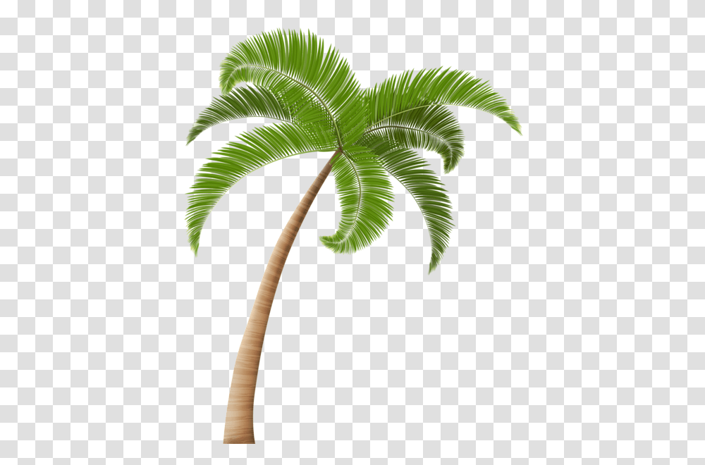 Palm Tree, Nature, Green, Plant, Leaf Transparent Png