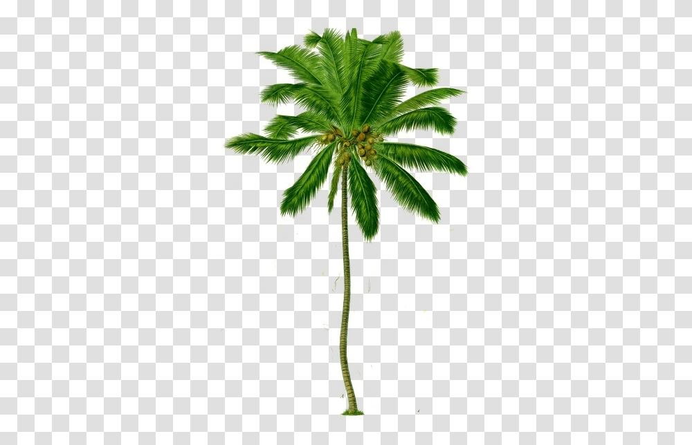 Palm Tree, Nature, Green, Plant, Vegetation Transparent Png