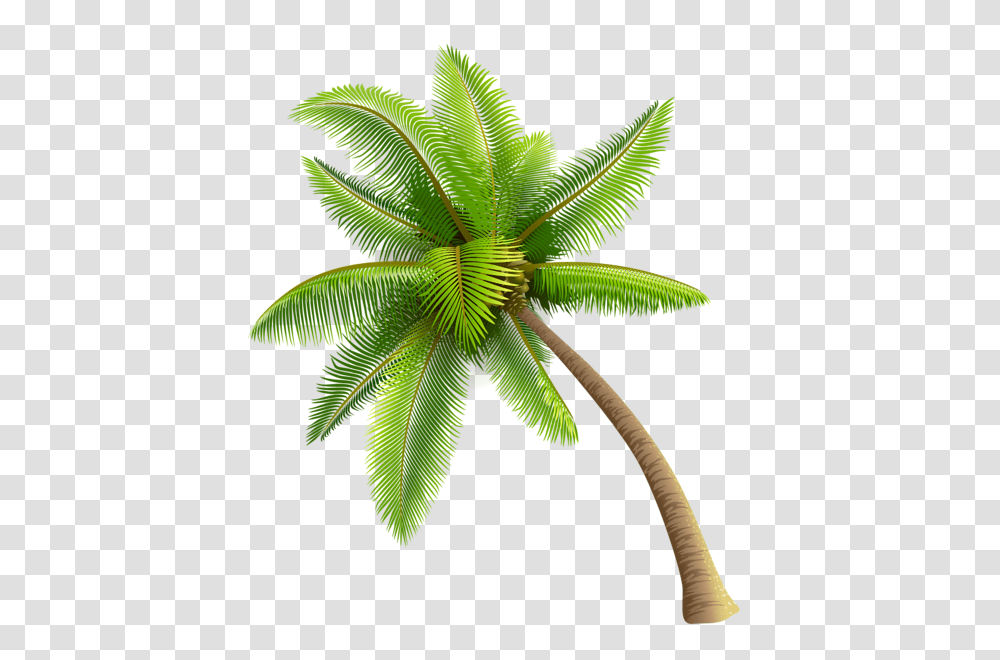 Palm Tree, Nature, Leaf, Plant, Green Transparent Png