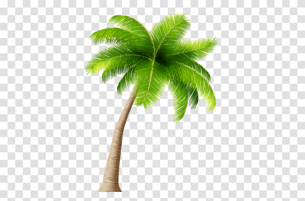 Palm Tree, Nature, Leaf, Plant, Green Transparent Png