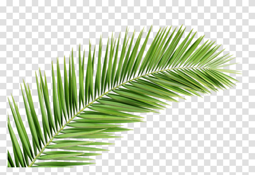 Palm Tree, Nature, Leaf, Plant, Green Transparent Png