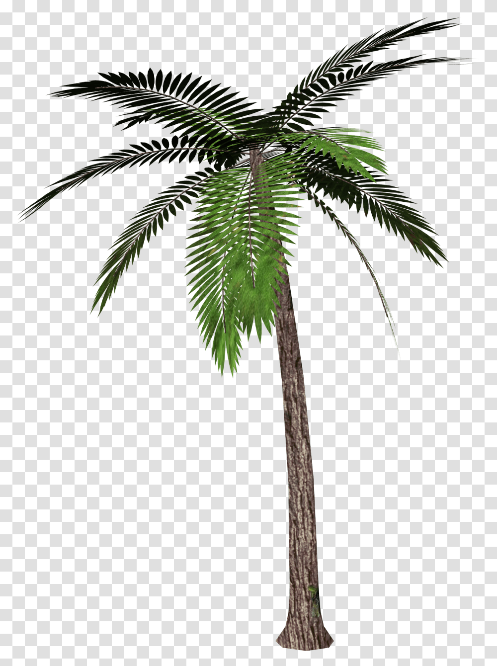 Palm Tree, Nature, Plant, Arecaceae, Axe Transparent Png