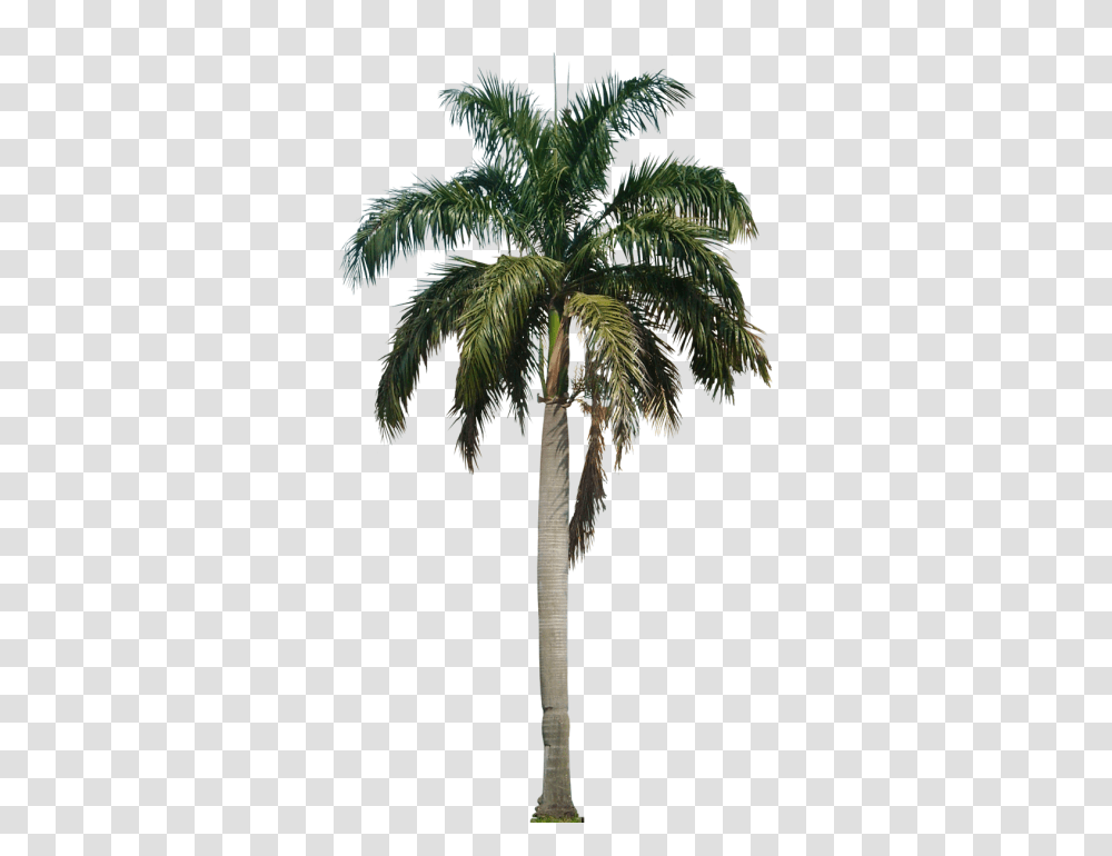 Palm Tree, Nature, Plant, Arecaceae, Bird Transparent Png