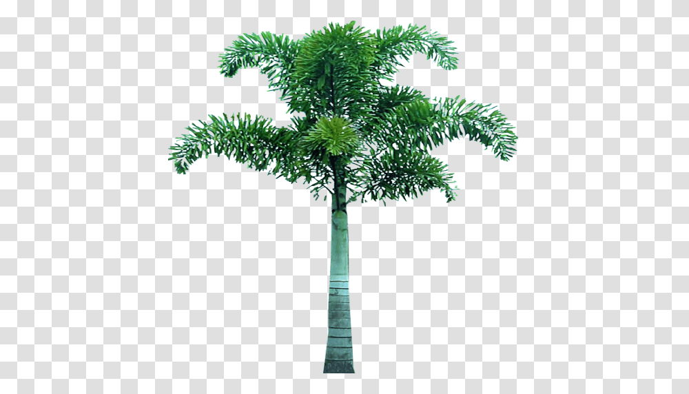 Palm Tree, Nature, Plant, Arecaceae, Cross Transparent Png