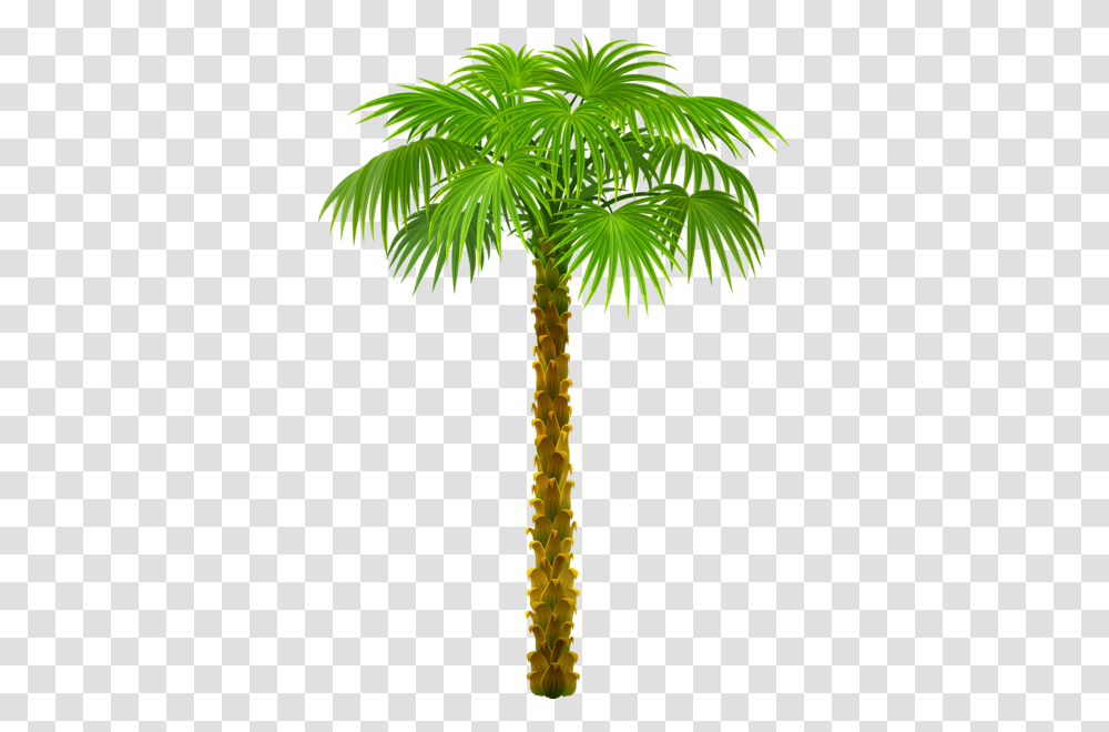 Palm Tree, Nature, Plant, Arecaceae, Cross Transparent Png