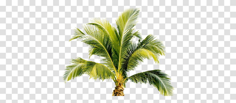 Palm Tree, Nature, Plant, Arecaceae, Green Transparent Png