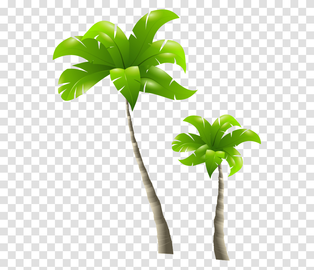 Palm Tree, Nature, Plant, Arecaceae, Leaf Transparent Png