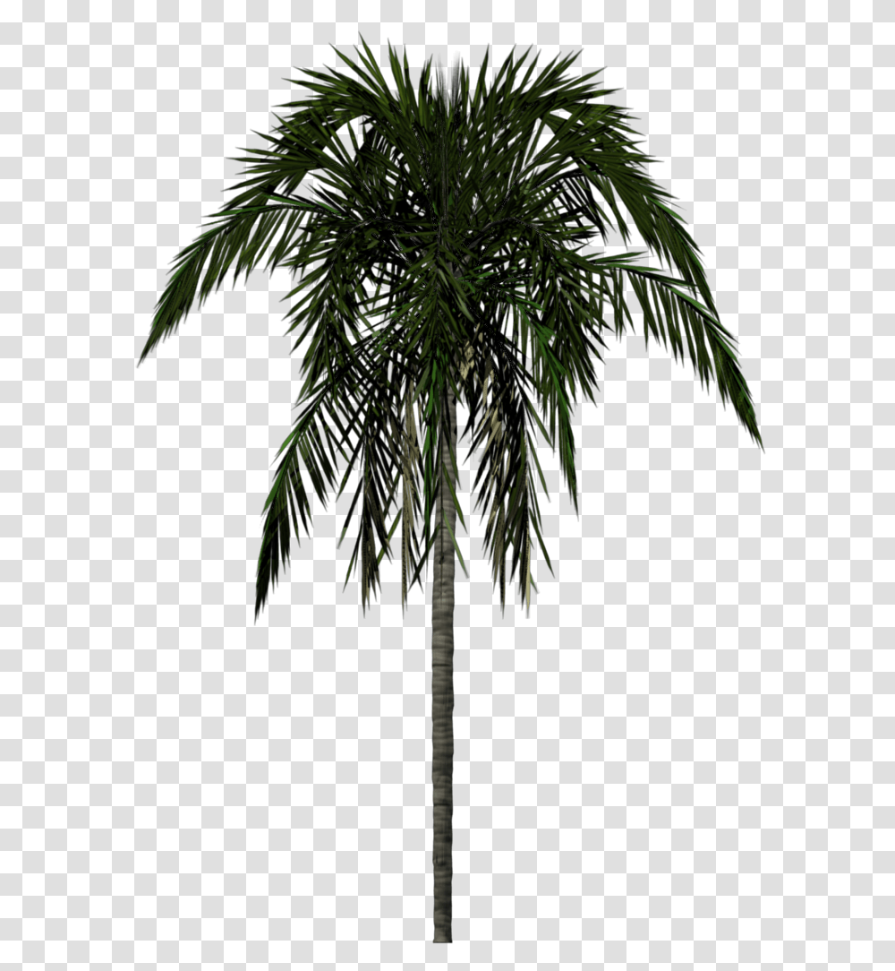 Palm Tree, Nature, Plant, Arecaceae, Outdoors Transparent Png