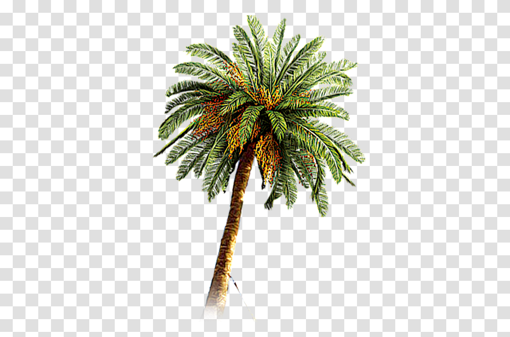 Palm Tree, Nature, Plant, Arecaceae, Pineapple Transparent Png