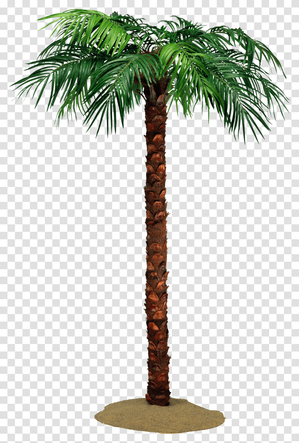 Palm Tree, Nature, Plant, Arecaceae Transparent Png