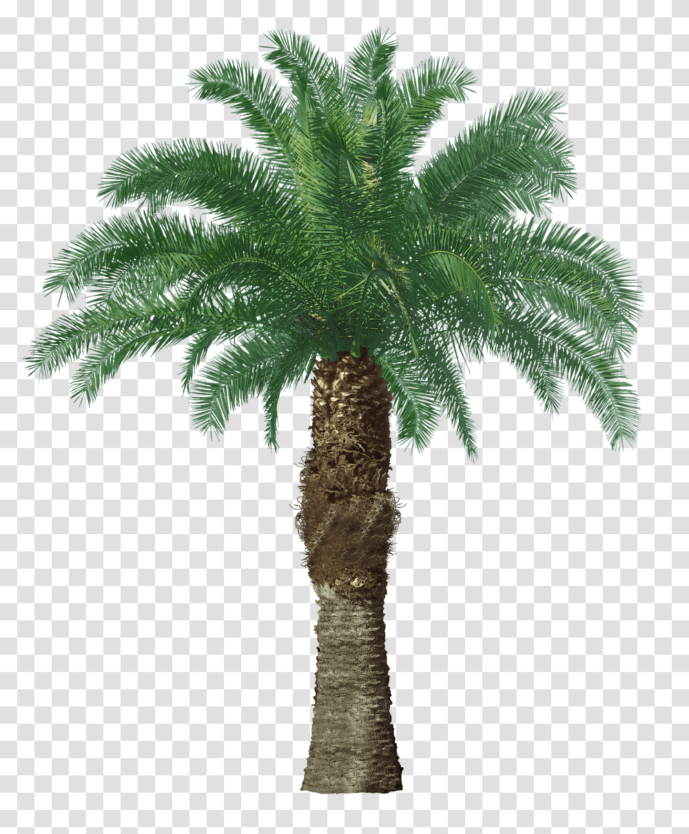 Palm Tree, Nature, Plant, Arecaceae, Tree Trunk Transparent Png