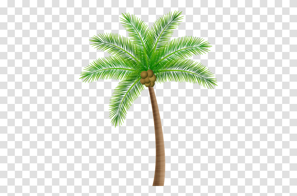 Palm Tree, Nature, Plant, Arecaceae, Vegetable Transparent Png