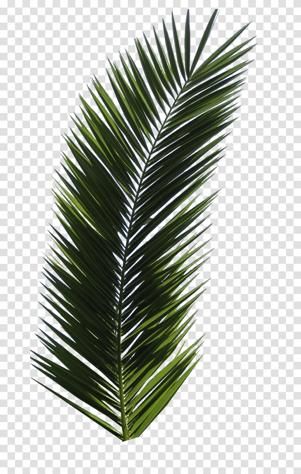 Palm Tree, Nature, Plant, Fir, Abies Transparent Png