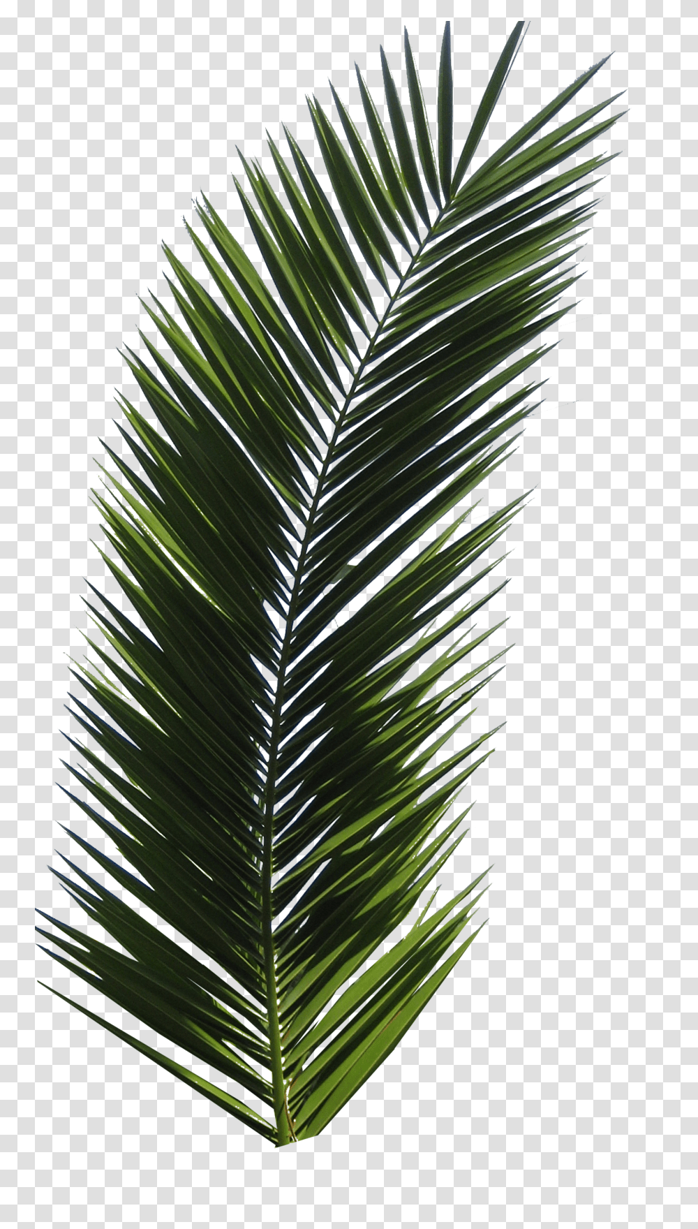 Palm Tree, Nature, Plant, Green, Fir Transparent Png