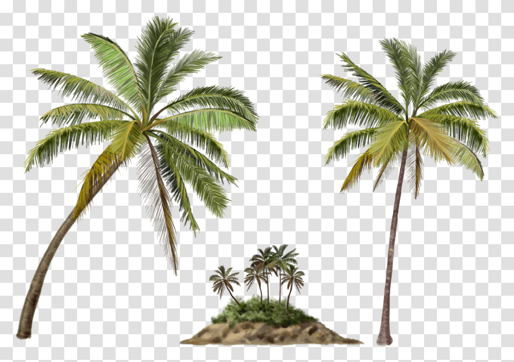 Palm Tree, Nature, Plant, Green, Leaf Transparent Png