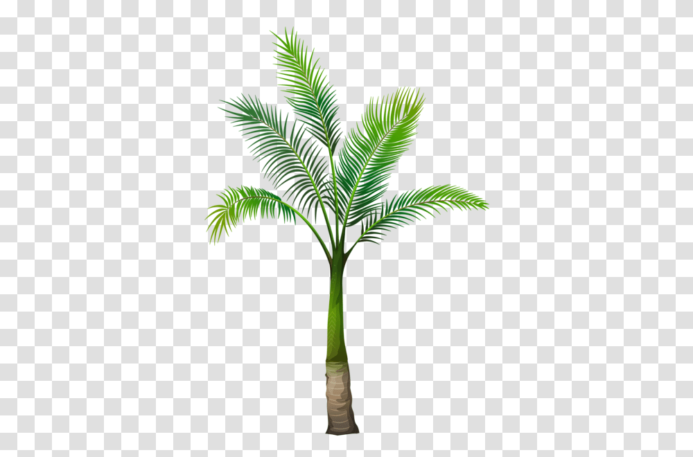 Palm Tree, Nature, Plant, Leaf, Arecaceae Transparent Png