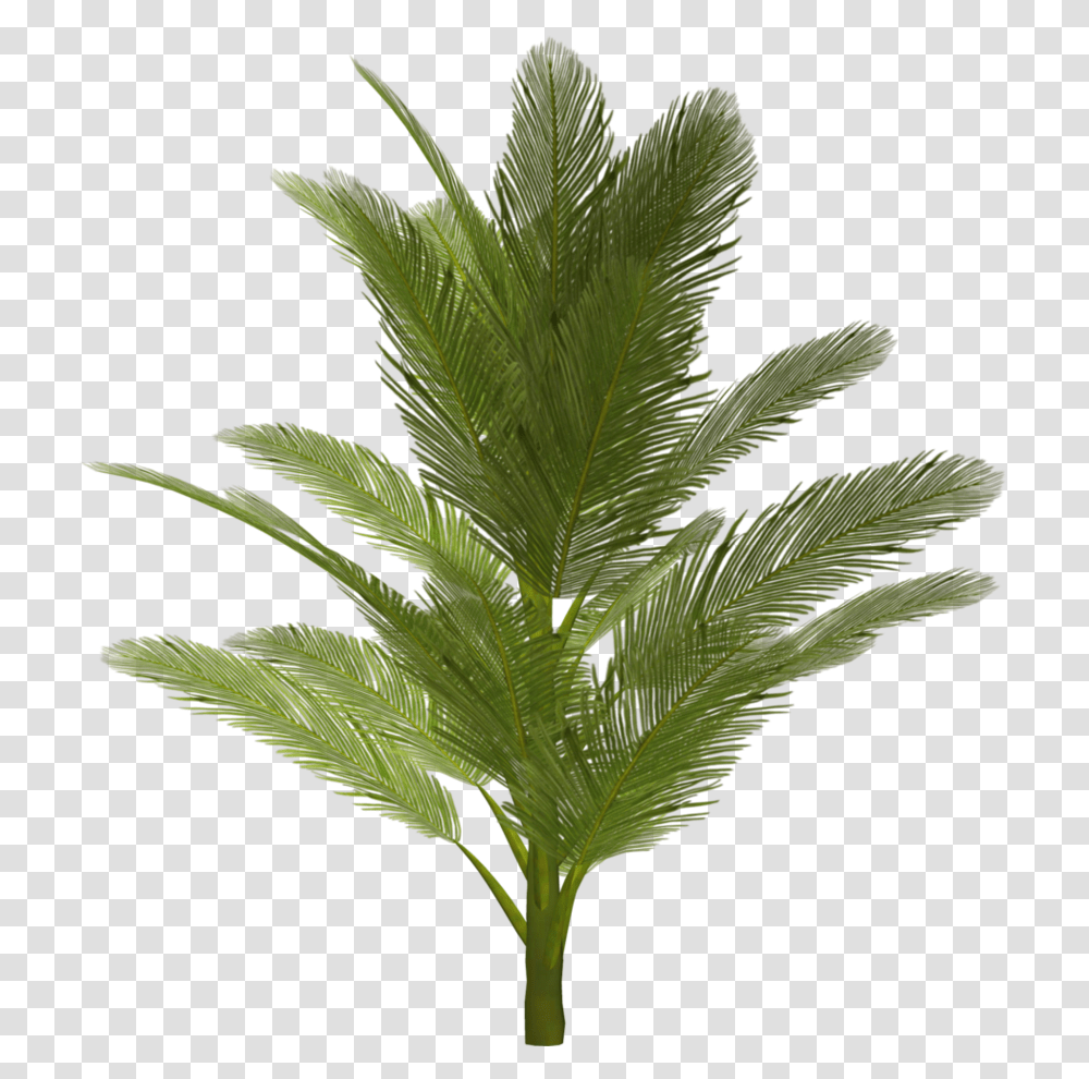 Palm Tree, Nature, Plant, Leaf, Potted Plant Transparent Png
