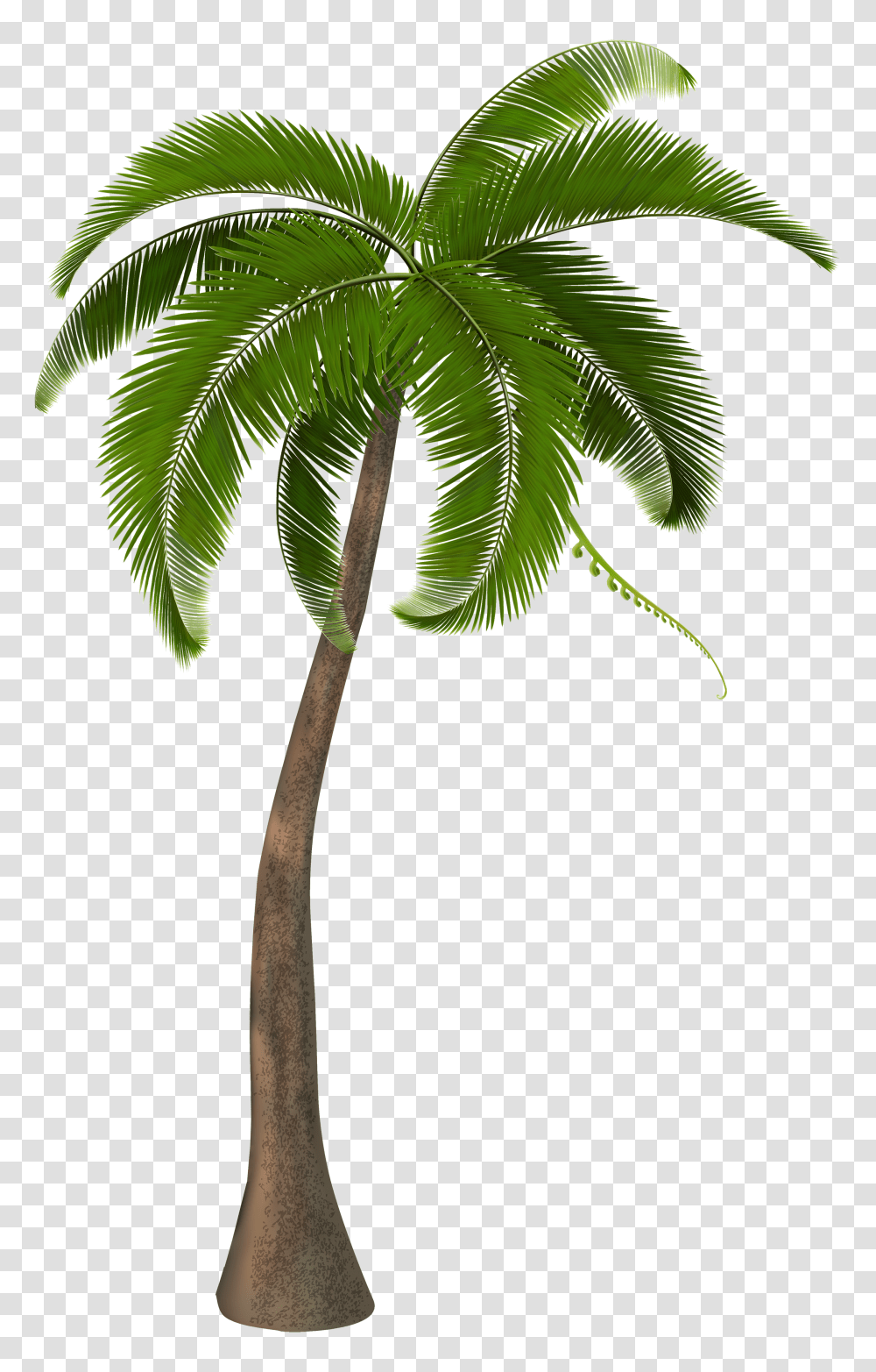 Palm Tree, Nature Transparent Png