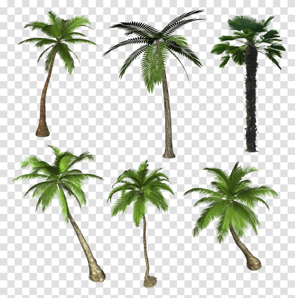 Palm Tree, Nature Transparent Png