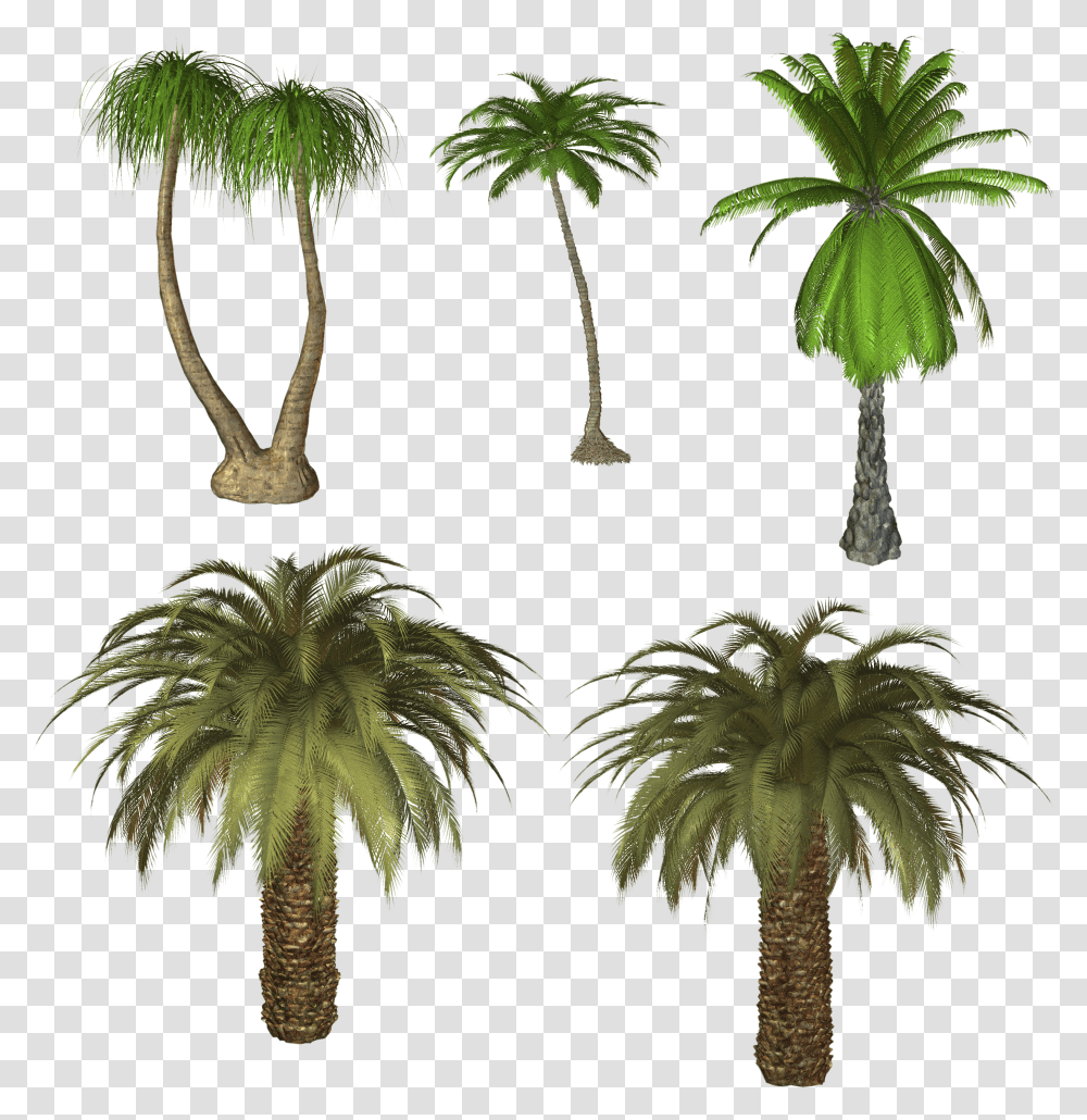 Palm Tree, Nature Transparent Png