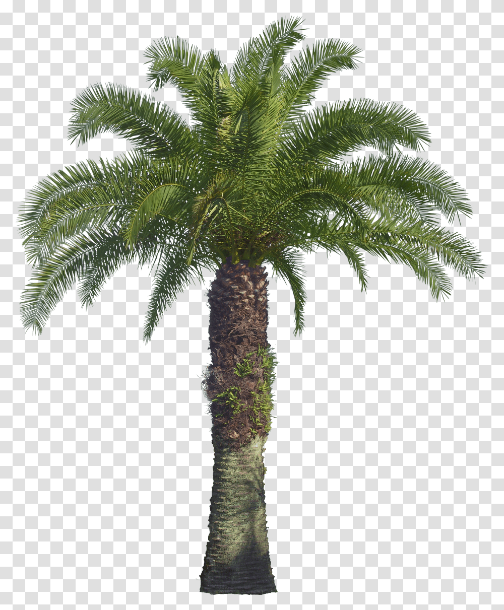 Palm Tree, Nature Transparent Png