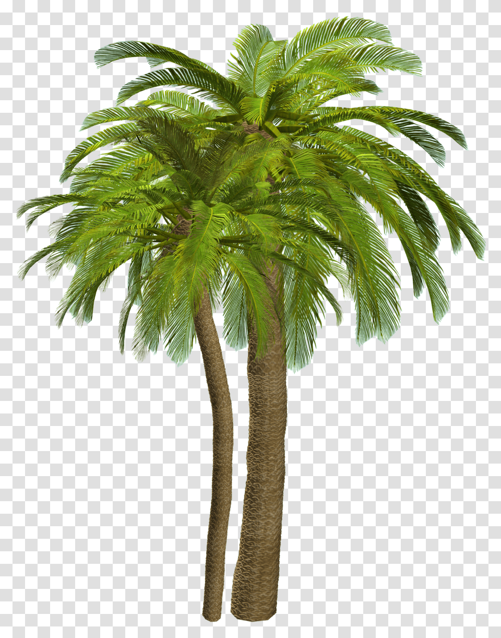 Palm Tree, Nature Transparent Png