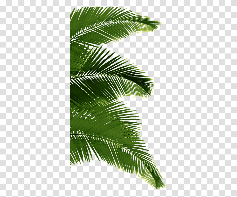 Palm Tree On The Left Sabal Minor, Green, Leaf, Plant, Vegetation Transparent Png