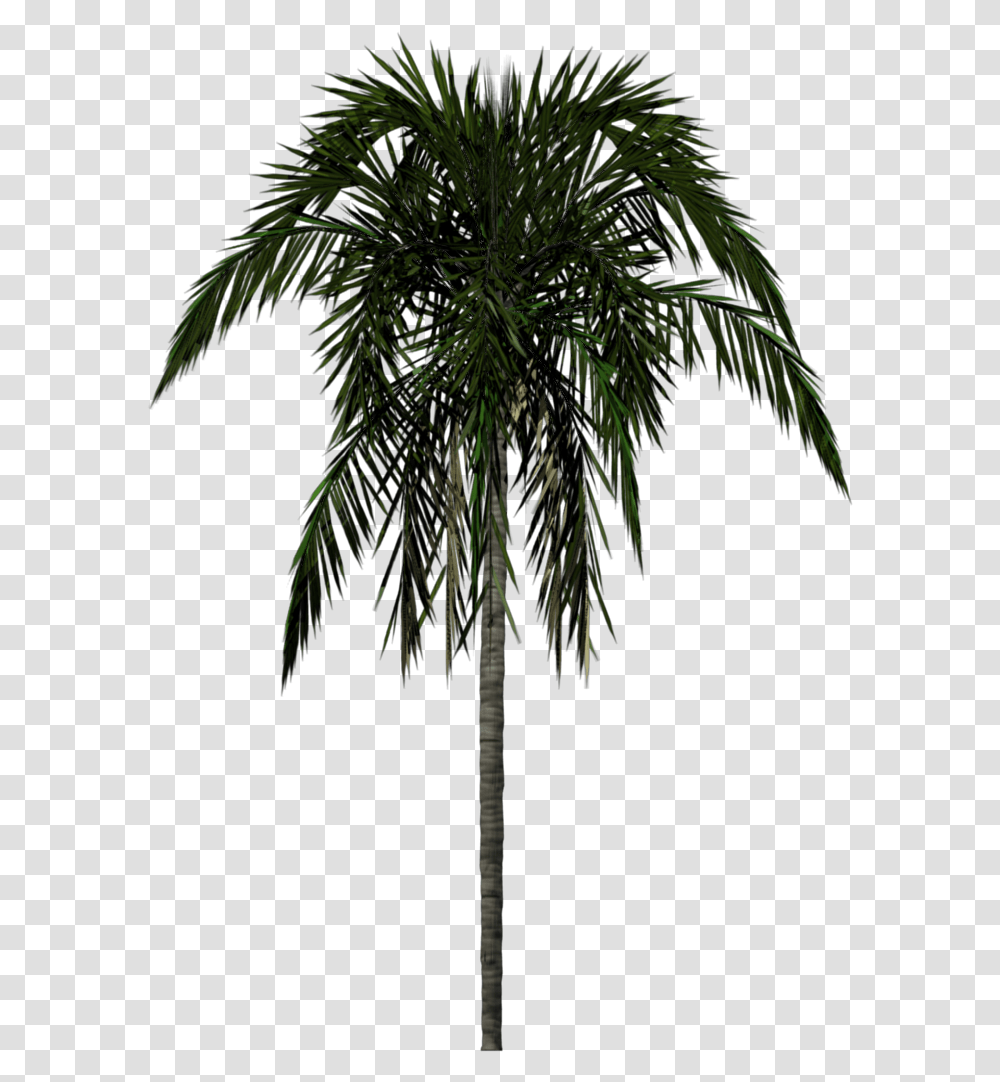 Palm Tree Palm Tree 2d, Plant, Arecaceae, Outdoors, Annonaceae Transparent Png