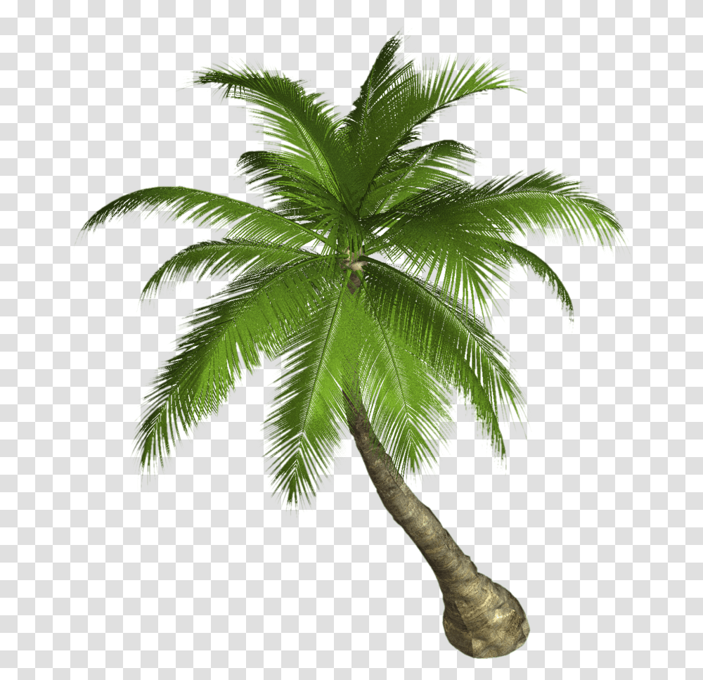 Palm Tree Palm Tree Hd, Plant, Leaf, Arecaceae, Hemp Transparent Png