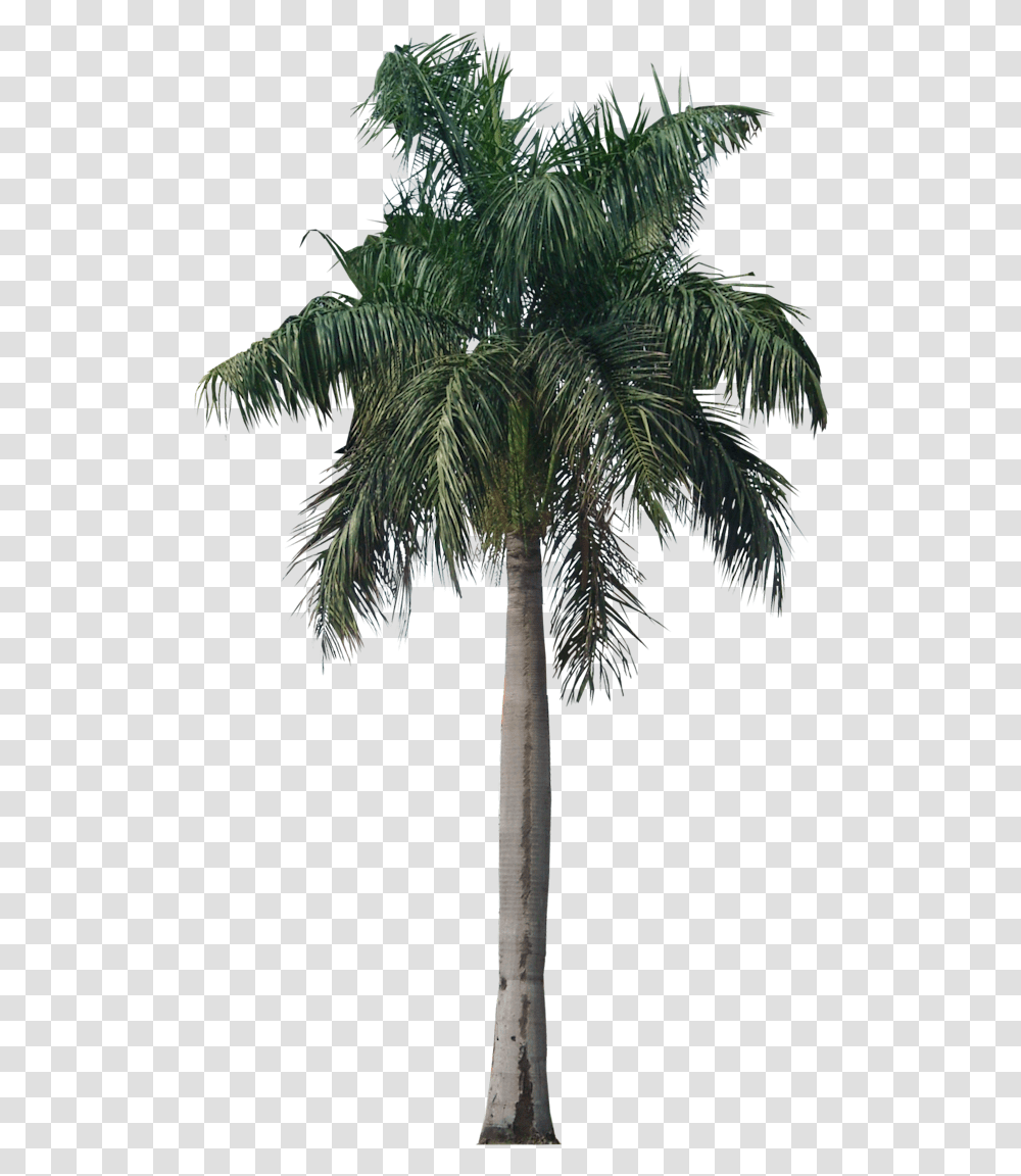 Palm Tree Photo 43078 Free Icons And Backgrounds Royal Palm Tree, Plant, Arecaceae, Bird, Animal Transparent Png