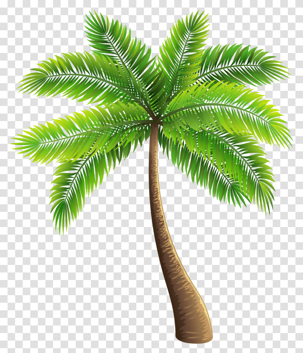 Palm Tree Photo Palm Trees, Plant, Arecaceae, Leaf, Green Transparent Png