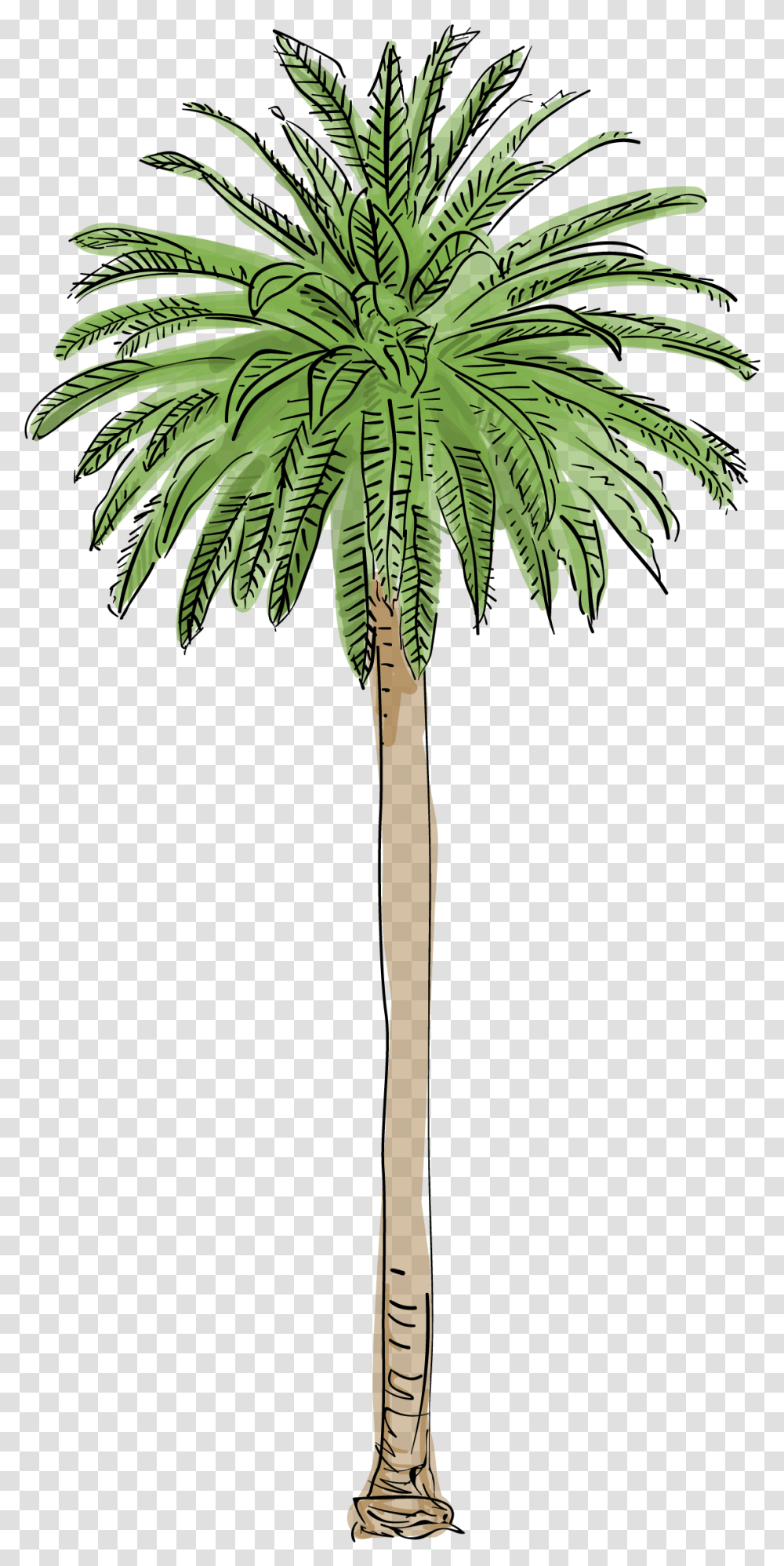 Palm Tree Photos Artificial Palm Trees, Plant, Leaf, Arecaceae, Hemp Transparent Png