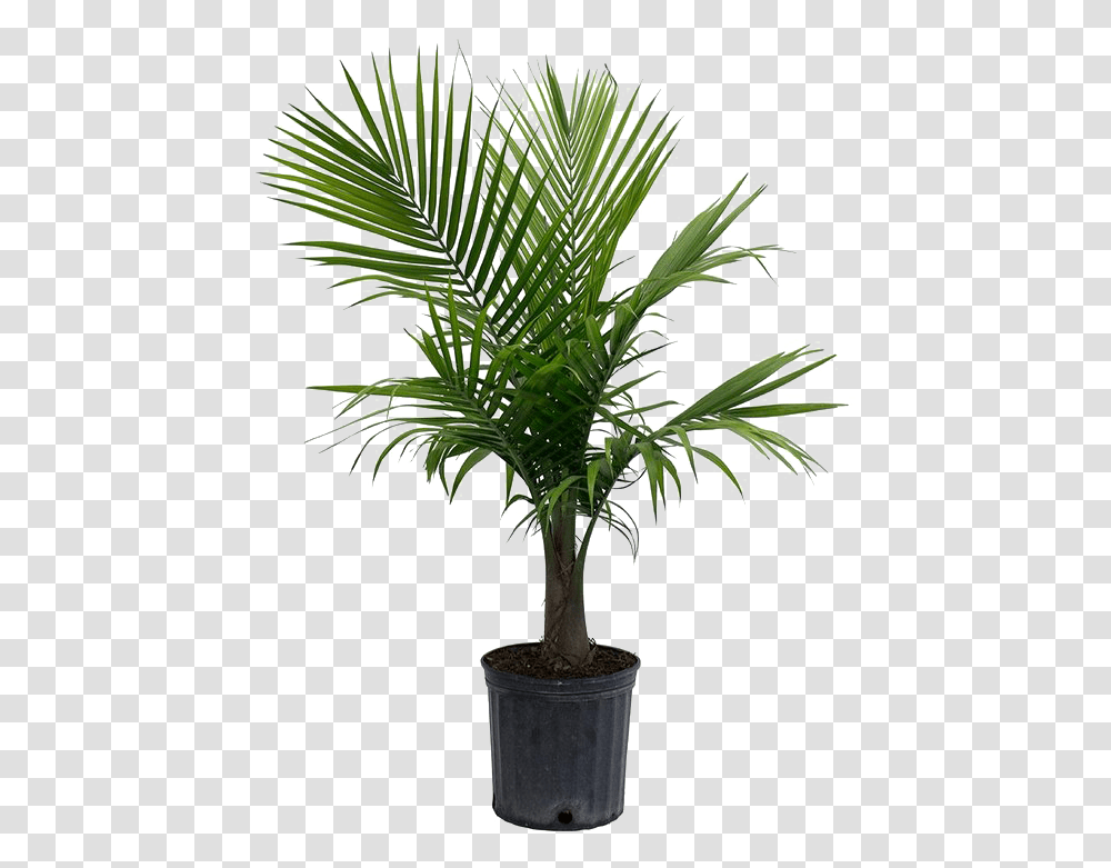 Palm Tree Picture Palm Plant, Arecaceae, Leaf, Green Transparent Png