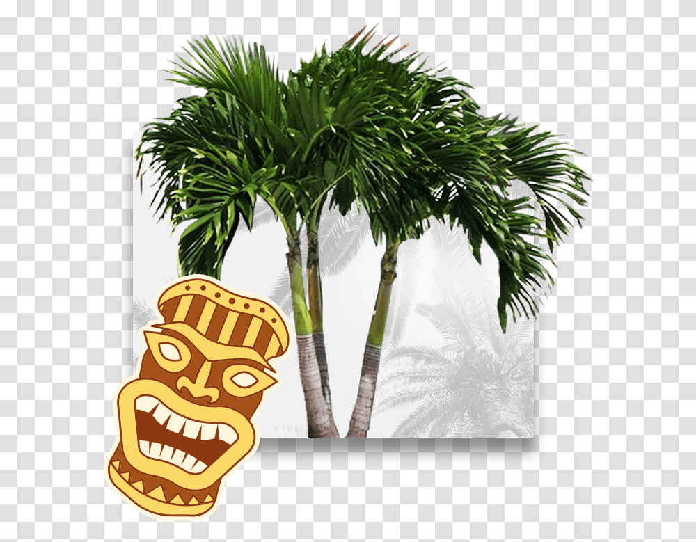 Palm Tree Plan Borassus Flabellifer, Plant, Arecaceae, Architecture, Building Transparent Png
